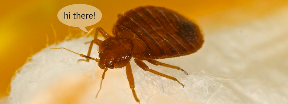 What do bed bugs look like?
